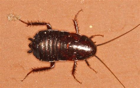 Oriental Cockroach Facts, Identification and Pictures