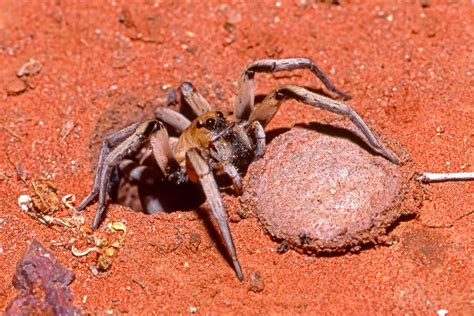 Trapdoor Spider