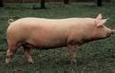 Голяма бяла свиня (Large White)-специализирана за месо - Agro-CONSULTANT.net