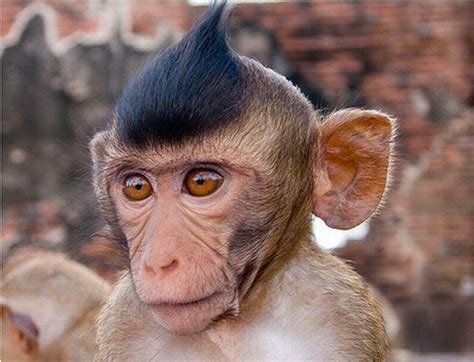 Mohawk | Cute monkey pictures, Monkeys funny, Monkey pictures