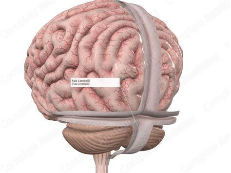 Falx Cerebelli | Complete Anatomy