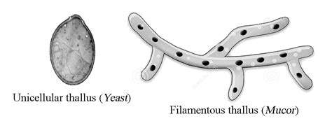 GENERAL CHARACTERISTICS OF FUNGI - HABITAT, NUTRITION, VEGETATIVE ...