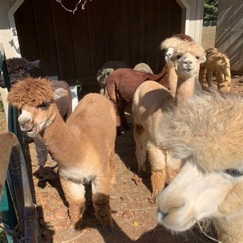 40+ Adorable Alpaca Farms Near Me - Days Out On The Farm