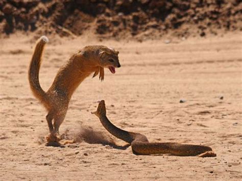 Mongoose Catches And Kills Snake - sanctuariesindia.com | Mongoose vs snake, Animals wild, Wild ...