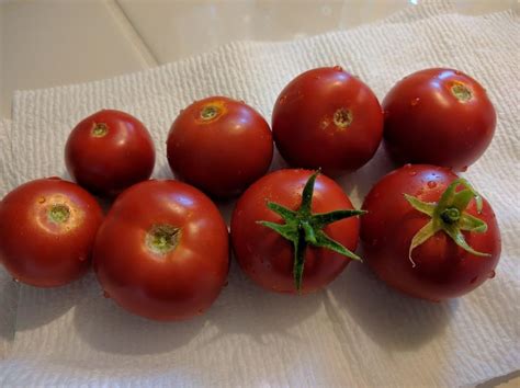 My tomato harvest! : gardening