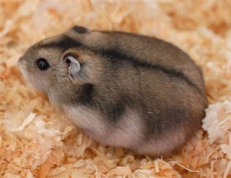 Campbell's dwarf hamster ~ Everything You Need to Know with Photos | Videos