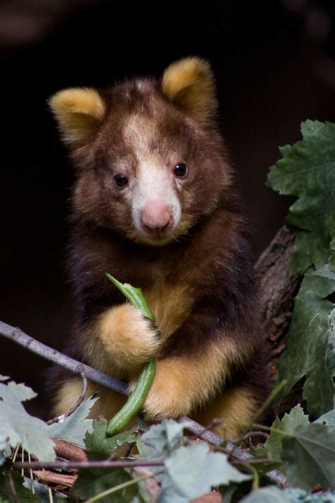 Tree kangaroo baby Portrait - a photo on Flickriver