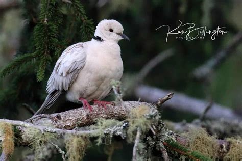 Barbary Collared Dove | Focusing on Wildlife