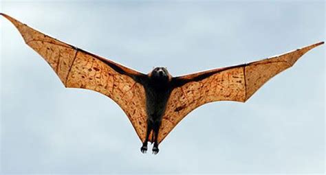 Giant Golden-Crowned Flying Fox Bat Facts, Habitat, Diet, Life Cycle, Baby, Pictures