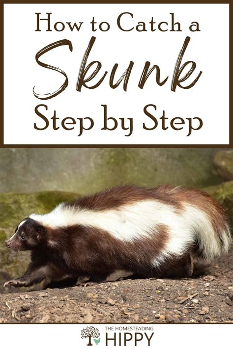 How to Safely Catch a Skunk Step by Step