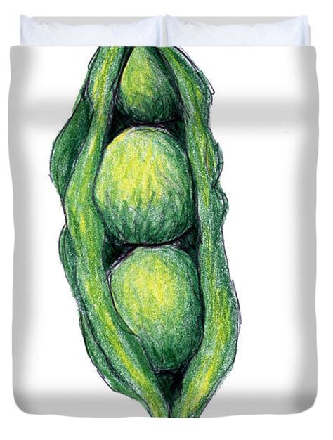 Pea Pod Drawing | Free download on ClipArtMag