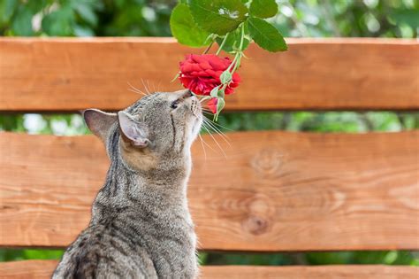 Are Roses Toxic to Cats and Dogs? - Birds and Blooms