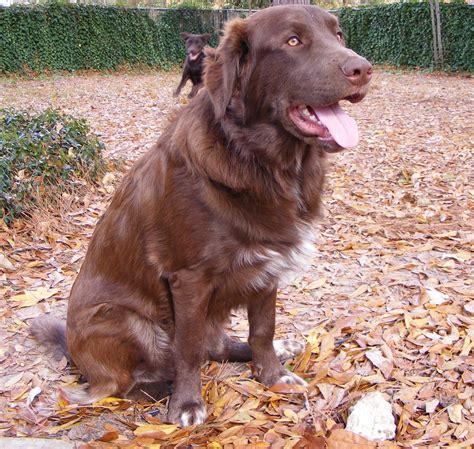 58 Top Photos Great Pyrenees Black Lab Mix Puppy / This is Harvey, my ...