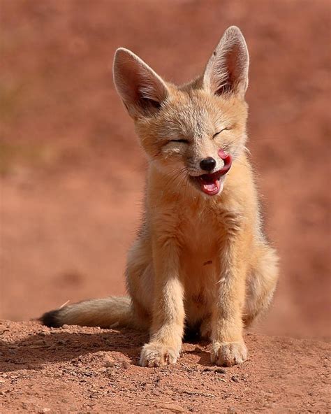 Kit Fox Pup Mid-lick by Max Allen | Fox pups, Pet fox, Cute baby animals