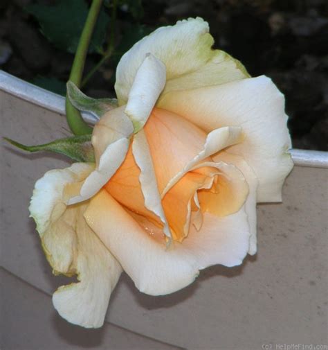 'Just Joey' Rose