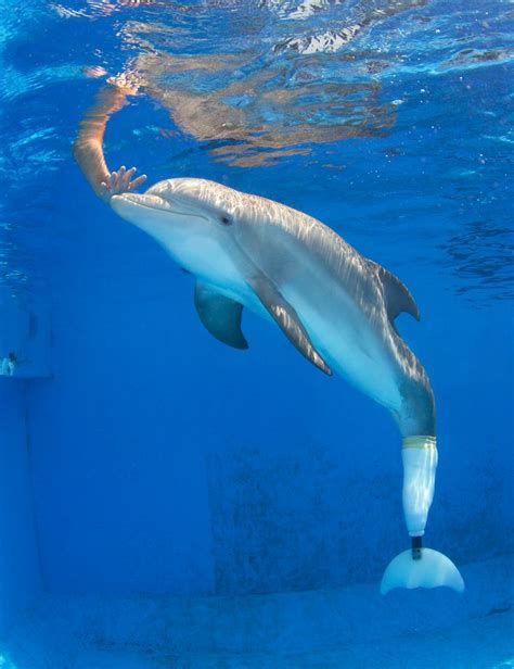 Winter the #dolphin at Clearwater Marine Aquarium. | Clearwater marine aquarium, Marine aquarium ...