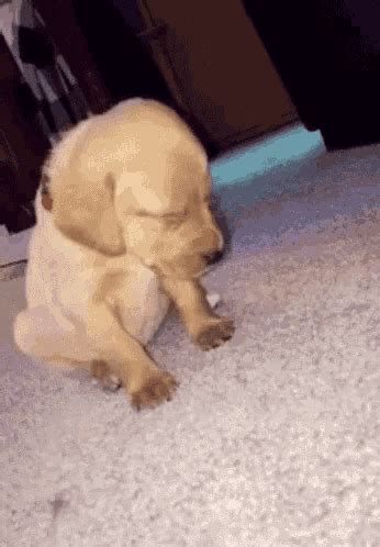 Sleepy Dog GIF - Sleepy Dog Puppy - Discover & Share GIFs