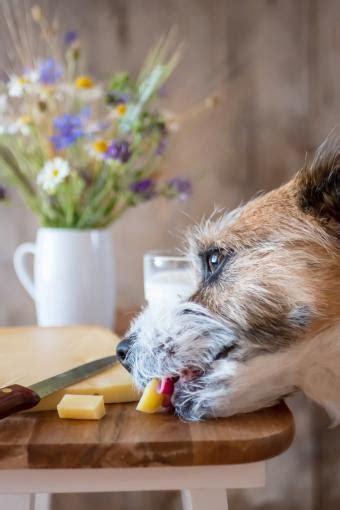 Can Dogs Eat Cheese (Safely)? Answer Explained for Owners | LoveToKnow Pets