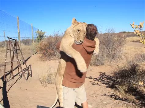 Excited Lioness Gleefully Greets the Man Who Raised Her With a Great Big Hug