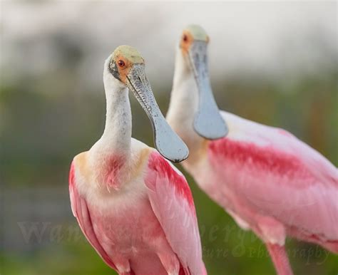 Roseate Spoonbill Friends Florida Bird Print, Nature Wildlife Photo, Fine Wall Art Photography ...