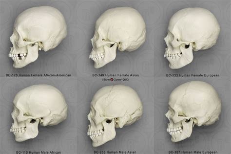 Human Male and Female Skulls: African, Asian, and European - Bone Clones, Inc. - Osteological ...