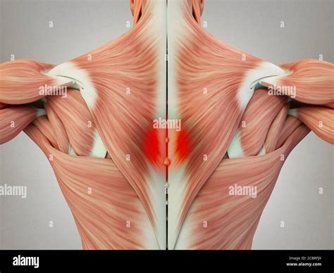 Cuidado Cilios delicadeza shoulder and back muscles anatomy detergente ...