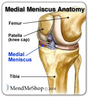 Medial Meniscus