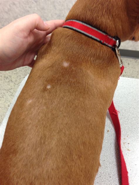 Dachshund Skin Problems: Common Skin Diseases, Hormone Related Skin Problems, Skin Diseases ...