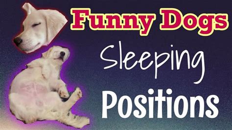 Funny dogs sleeping positions https://manyfunny.fun/funny-dogs-sleeping-positions/ #dog # ...