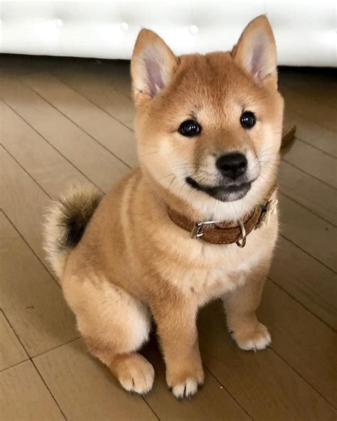 Shiba : Shiba Inu Colors - NorCal Shiba - ɕiba inɯ) is a breed of hunting dog from japan ...