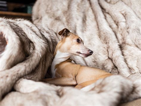 Faux-Fur Dog Blankets — Charley Chau - Luxury Dog Beds & Blankets