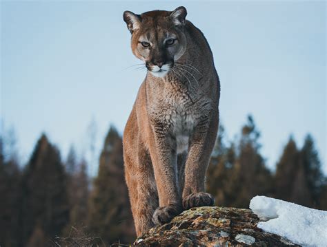 Colorado Mountain Lions Kill at Least 15 Dogs Near Small Town