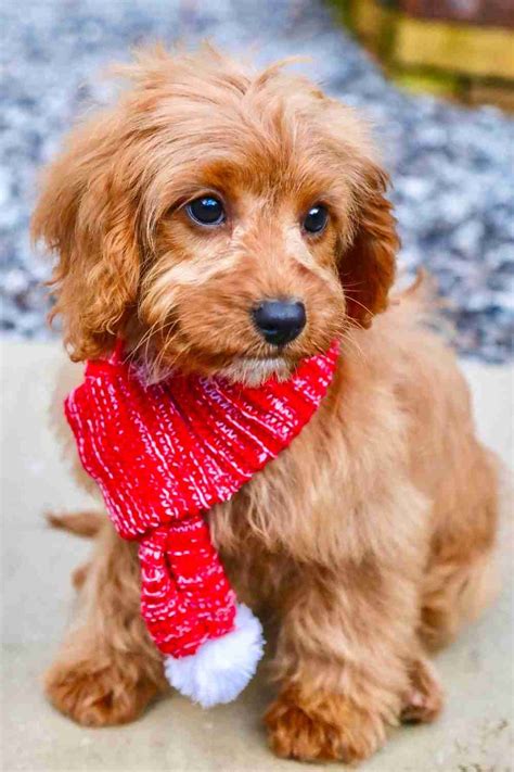 Cavoodle Cavapoo Puppies For Adoption Near You - Safe, Private Pet ...