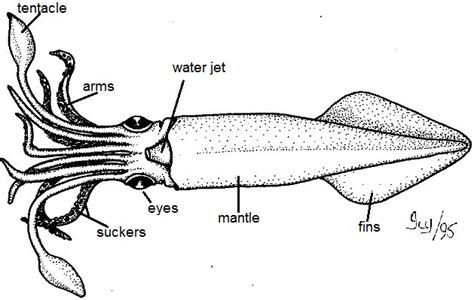 Image from http://www.biologycorner.com/resources/squid_external ...