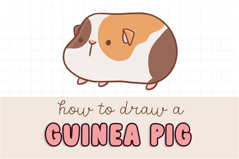 How to Draw a Guinea Pig - Draw Cartoon Style!