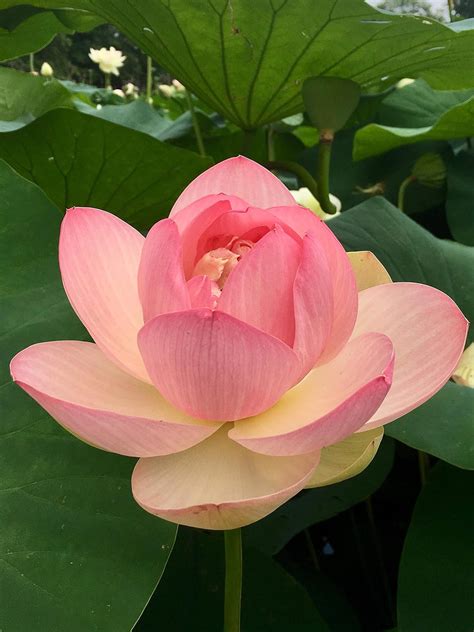 Planthub Indian Lotus Flower Seed, Nelumbo Nucifera Sacred Lotus, Aquatic Plant Seed - Pack of 5 ...