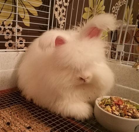 Beginners guide to showing angora rabbits - UK National Angora Rabbit Club