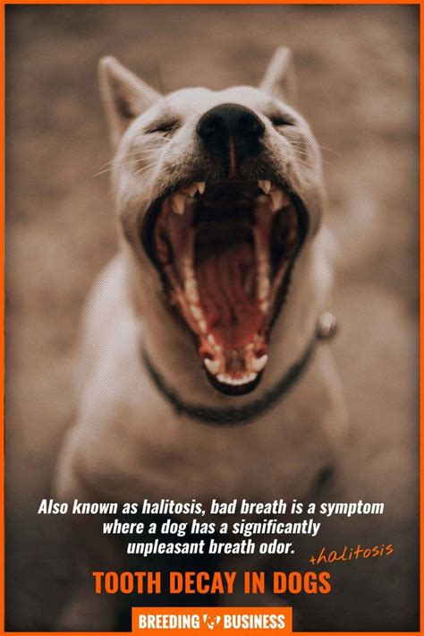 Tooth Decay In Dogs – Frequency, Prevention, Treatment & FAQs