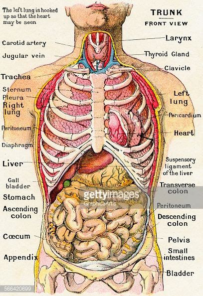 vintage-anatomical-study-of-the-human-torso-frontal-view-showing-the-picture-id566420699 (407× ...