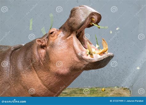 Hippopotamus feeding stock image. Image of mouth, safari - 37237999