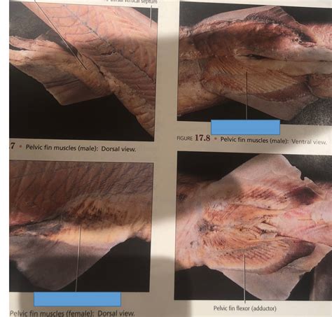 pelvic fins Diagram | Quizlet