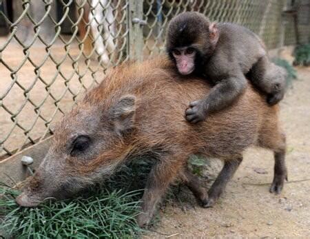 Baby Monkey Riding On A Pig Meme