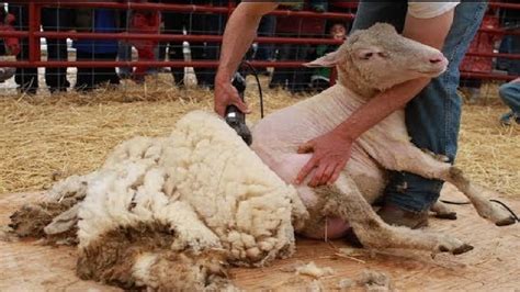 How Much Wool Does A Sheep Produce? Update - Smokerestaurant.com