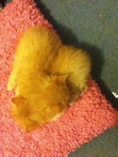 Twin kittens sleeping in a heart! : r/aww