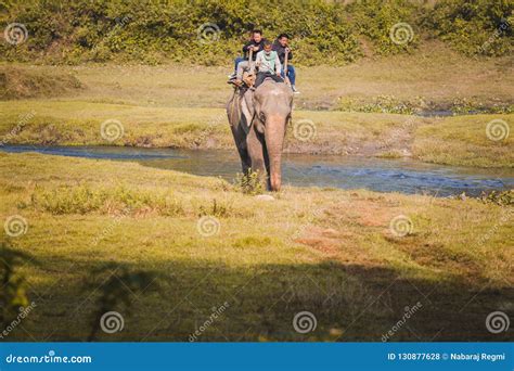 Elephant Jungle Safari at Chitwan National Park Nepal Editorial Stock ...