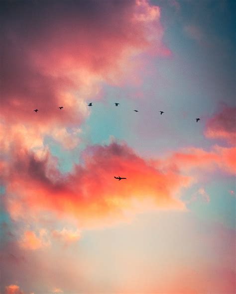 Download Birds and Plane Sky Background Wallpaper | Wallpapers.com