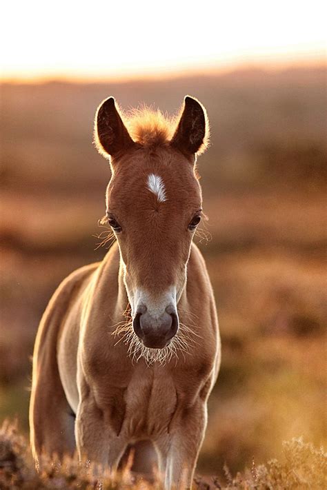 Baby Beautiful Cute Horses - Pin by Just For You Prophetic Art on Animals - Horses ... : Aug 10 ...