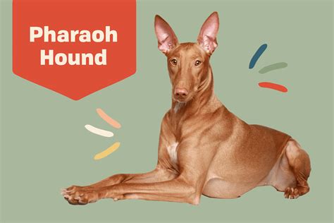 Pharaoh Hound Dog Breed Information and Characteristics