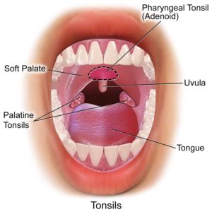 Uvula: the riddle in your mouth – Family Naturopathic Clinic