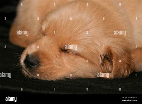 Sleeping Golden Retriever Puppy Stock Photo - Alamy